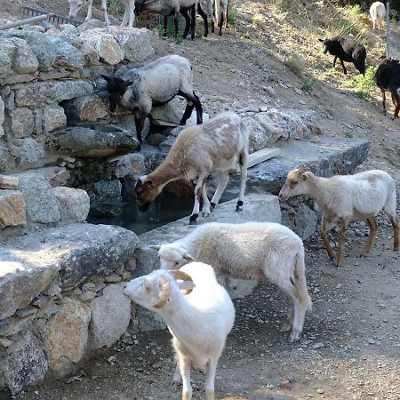 Les Bergeries "Le Figuier" Omessa Exterior foto