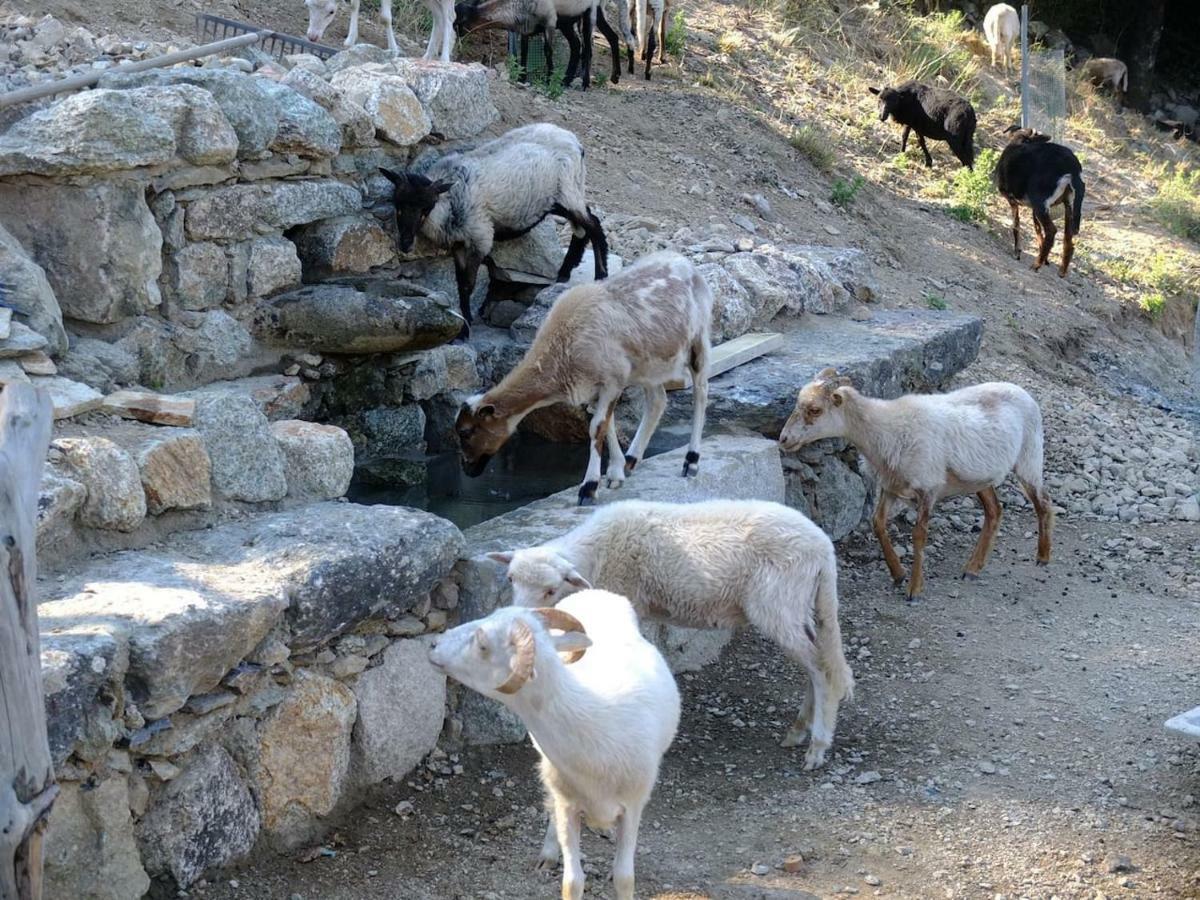 Les Bergeries "Le Figuier" Omessa Exterior foto