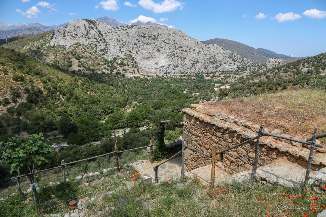 Les Bergeries "Le Figuier" Omessa Exterior foto